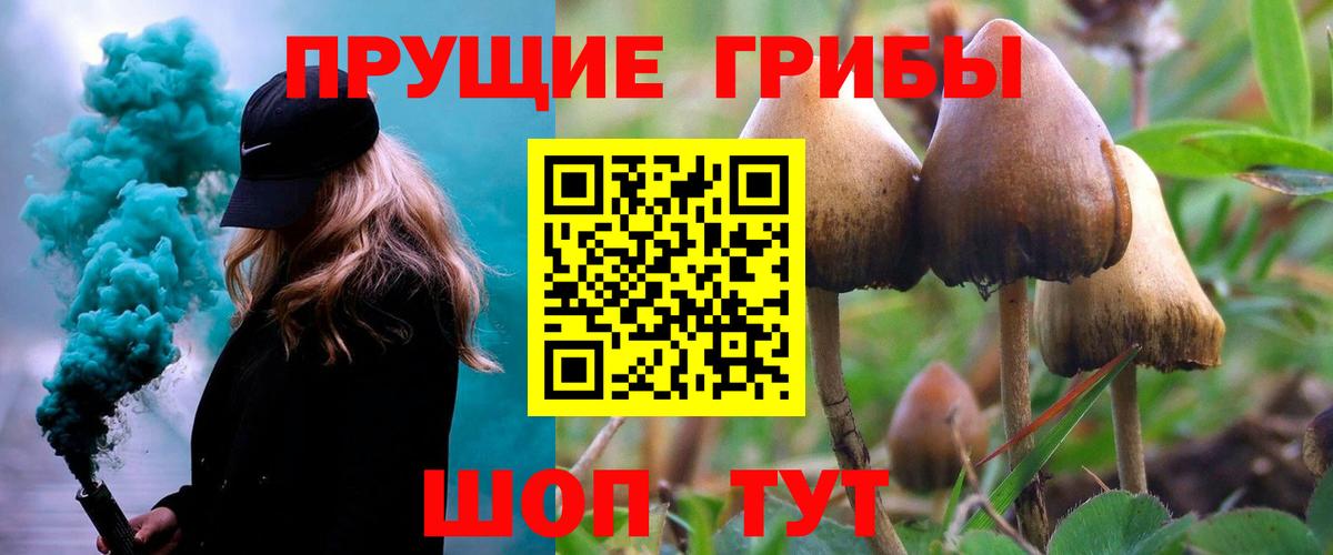 Псилоцибиновые грибы Cubensis Березники